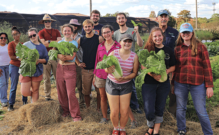 Students enrolled in Carl Motsenbocker’s Principles and Practices of Olericulture course are donating their produce to the LSU Food Pantry. More than 750 pounds have been donated so far this semester, with more to be harvested. (Photo by Annabelle Lang/LSU College of Agriculture)