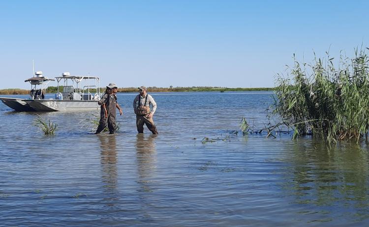 Graduate students working in Rodrigo Diaz’s lab searched the Gulf Coast for evidence of an invasive insect, the roseau cane scale, in the fall of both 2021 and 2022. (Photo by Rodrigo Diaz/LSU AgCenter)   