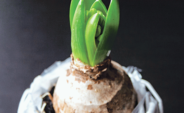 Bulbs can be forced by providing the environmental conditions to encourage growth. (LSU AgCenter file photo)