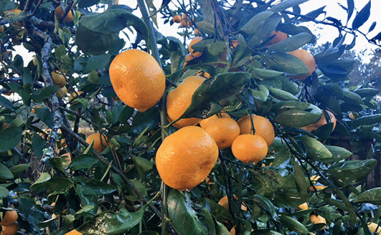 Satsumas ripen late summer through early winter depending on the cultivar. (Photo by Heather Kirk-Ballard/LSU AgCenter)