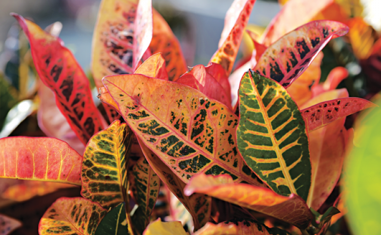 Crotons sport gorgeous colors of fall such as yellow, red, orange and green. (Photo by Randy LaBauve/LSU AgCenter) 