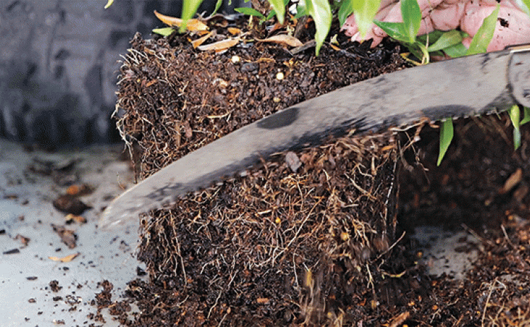 Root shaving or pruning can be done with hand saws and hand pruners prior to planting. (Photo by Randy LaBauve/LSU AgCenter) 