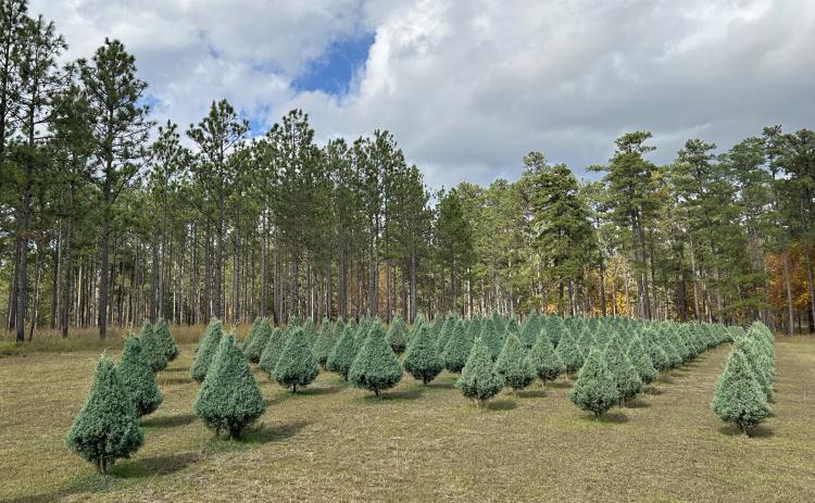 Carolina Sapphire Christmas trees grow in the LSU AgCenter Lee Memorial Forest near Bogalusa. (Photo by Joe Nehlig/LSU AgCenter)
