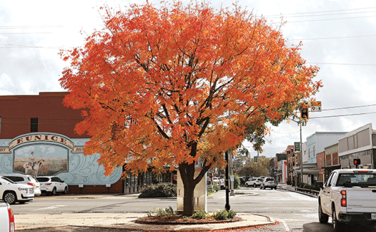 Who says south Louisiana doesn’t have fall colors?