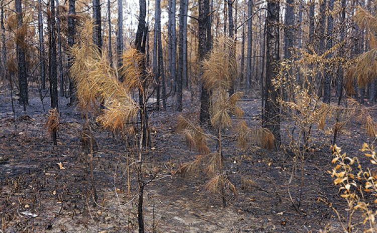 Young pine trees sport dead, brown needles and charred bark in a forest along Lonzie Doyle Road near the Westport community in Rapides Parish on Sept. 5, 2023. This forest burned in the Highway 113 Fire, which damaged about 8,000 acres. (Photo by Olivia McClure/LSU AgCenter)