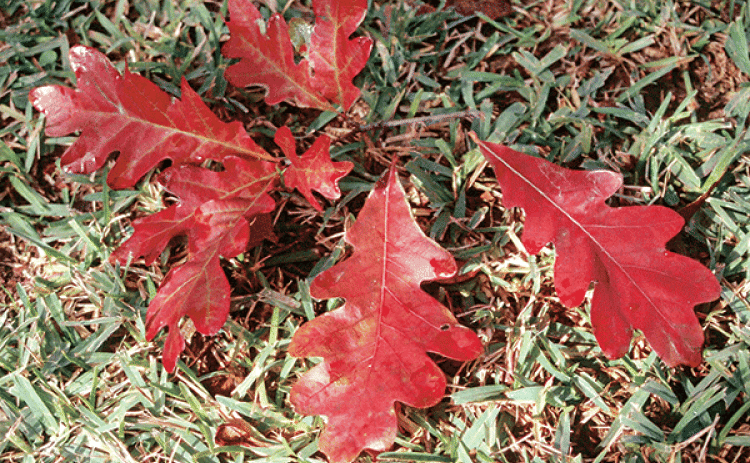 Fallen leaves provide shelter for many butterfly and moth species. (Photos by Heather Kirk-Ballard/LSU AgCenter)