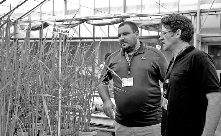 Felipe Dalla Lana, left, and Vinson Doyle, both of the LSU AgCenter, look at rice plants in a greenhouse while visiting the Philippines for an International Rice False Smut Consortium workshop. (Photo provided by the International Rice Research Institute)