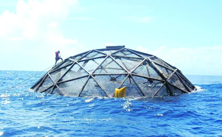An aquaculture cage floats in the Caribbean Sea near Puerto Rico. (NOAA)