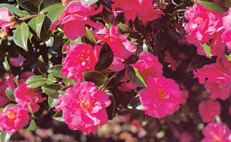 ShiShi Gashira camellia flowers make a beautiful display. They feature pink double flowers with yellow centers. (Photos by Heather Kirk-Ballard/LSU AgCenter)