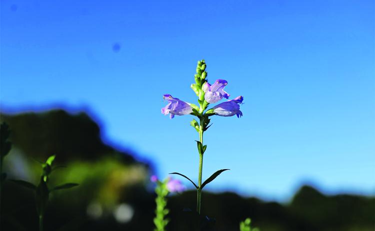 Obedient plant has tall, purple flower spikes that pollinators love.