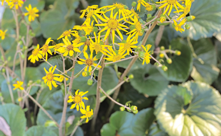 Bright yellow flower clusters on long stems make the flowers of ligularia an excellent cut flower plant. (Photos by Heather Kirk-Ballard/LSU AgCenter)