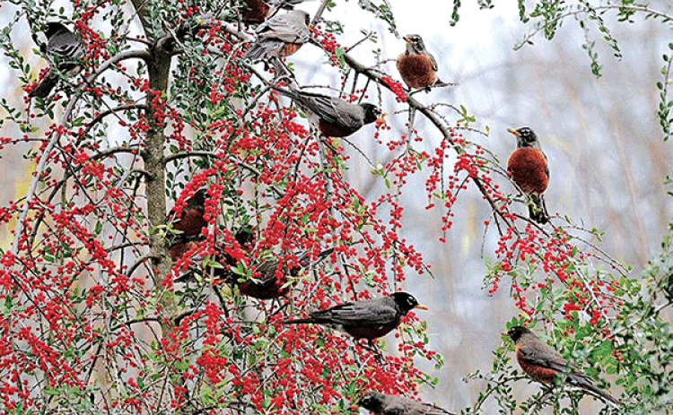 Keep wildlife and ecosystem services in mind when selecting plants. (Photo provided by Norman Winter)