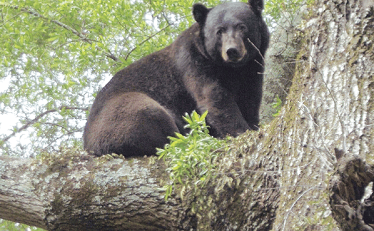 A Louisiana black bear photographed at Dewey Wills Wildlife Management Area in Central Louisiana. (LDWF photo)