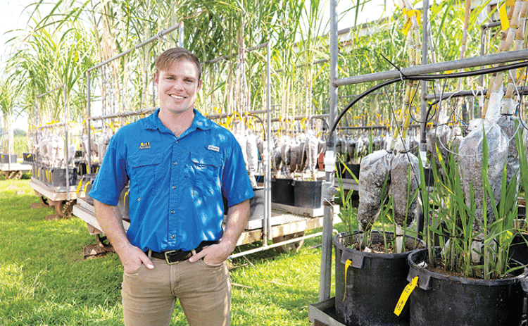 Cutline:   Brayden Blanchard stands next to sugarcane plants on crossing carts at the LSU AgCenter Sugar Research Station in St. Gabriel. Photo by Olivia McClure/LSU AgCenter