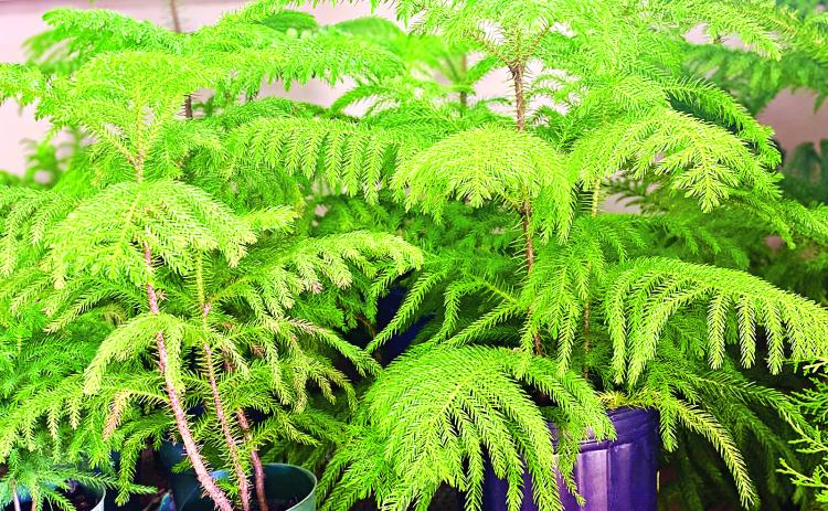 Norfolk Island pines can be found at many garden centers, florist shops and grocery stores this time of year. (Photo by Heather Kirk-Ballard/LSU AgCenter)
