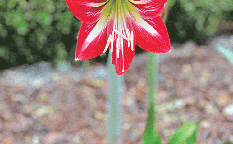 Numerous amaryllis varieties return and blossom in the summer garden consistently. (Photo by Heather Kirk-Ballard/LSU AgCenter )  