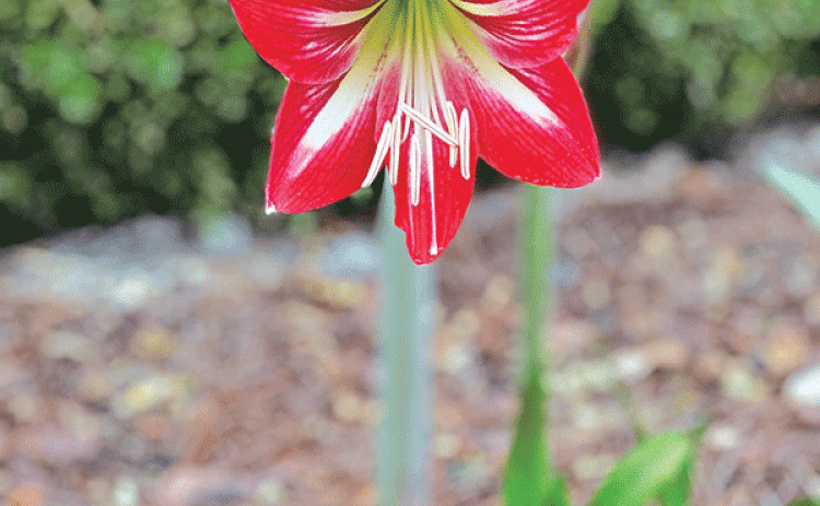 Numerous amaryllis varieties return and blossom in the summer garden consistently. (Photo by Heather Kirk-Ballard/LSU AgCenter )