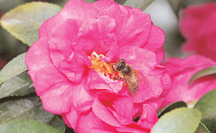 A bee feeds on a camellia on the St. Landry Parish Courthouse grounds on Wednesday.