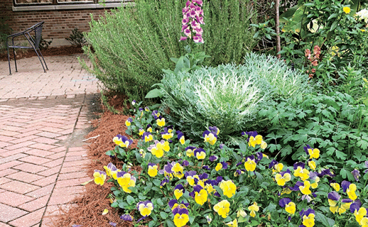 Cool-season annuals such as pansies, kale and foxglove grow well in the winter and can tolerate temperatures in the lower 20s. (Photo by Bob Mirabello/LSU AgCenter)