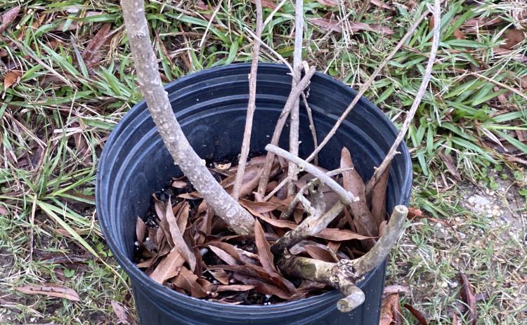 When cleaning up container plants, consider reusing soil for reuse or filling holes. (Photos by Heather Kirk-Ballard/LSU AgCenter)