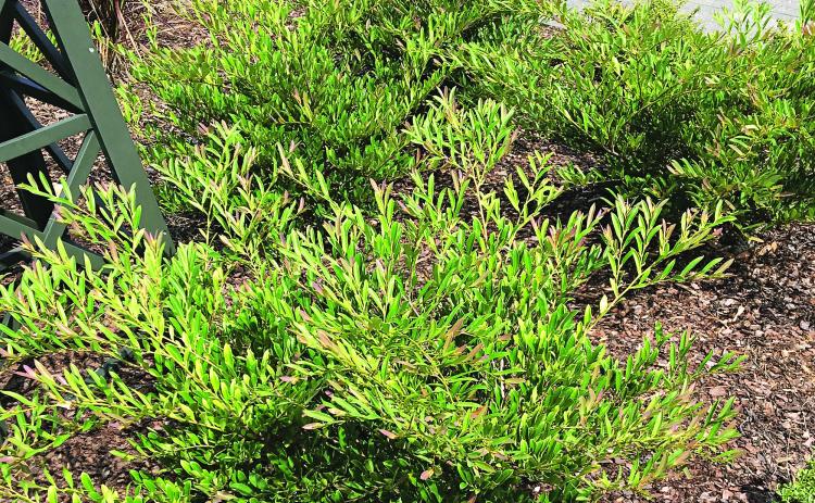 Gorgeous and compact, the Cinnamon Girl variety of dwarf distylium is a great shrub to consider adding to your landscape. (Photo by Heather Kirk-Ballard/LSU AgCenter)