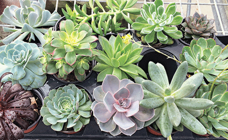 Choose drought-tolerant plants. (Photo by Heather Kirk-Ballard/LSU AgCenter)