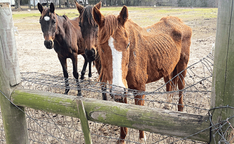 Horses found in Washington on Thursday. (St. Landry Parish Government photo)