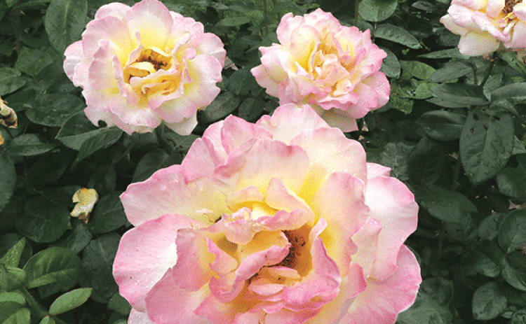 Rose blooms open across a bush as warmer weather returns. (Photo by Harlan Kirgan)