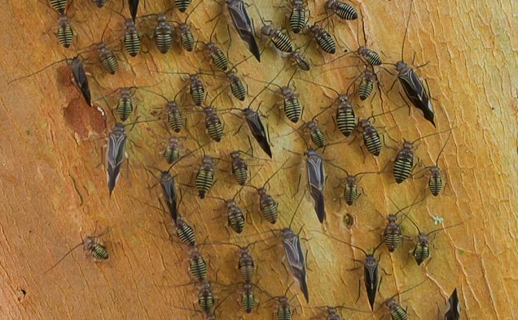Bark Lice 