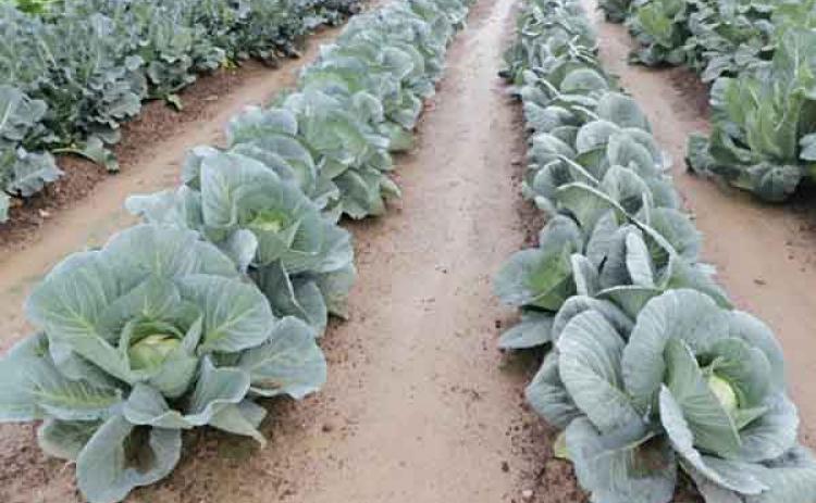 Cabbage is a vegetable in the brassica family that grows well in the fall and winter. (Photo by Kiki Fontenot/LSU AgCenter)