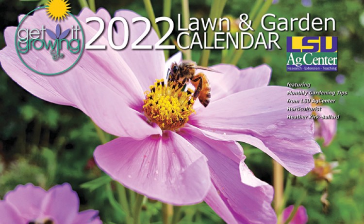 The 2022 Get It Growing Lawn and Garden Calendar is now available from the LSU AgCenter. Nadine Melancon’s photo of a bee on a cosmos flower graces the cover. These annual flowers bloom summer through fall and come in colors of purple, pink, orange, red and white. The daisy-like flowers attract bees, birds and butterflies and prefer full sun and survive poor soil conditions.   