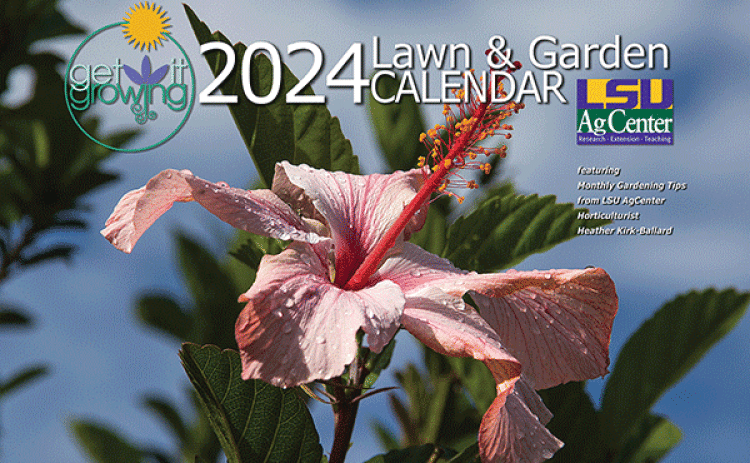 Hibiscus (Hibiscus rosa-sinensis) is a tropical perennial native to Asia that has a fast growth rate, grows well in containers and produces a wide range of colors and patterns. It blooms from early summer through late fall. (Photo by Claudia Husseneder)