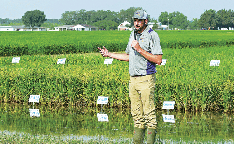 Rice Breeder Adam Famoso outlines the latest rice variety developments at the H. Rouse Caffey Rice Research Station’s 113th annual Rice Field Day last year. In 2022, the LSU AgCenter has progressed three new varieties that will soon be available for rice producers to plant across the state. (Photo by Olivia McClure/LSU AgCenter)