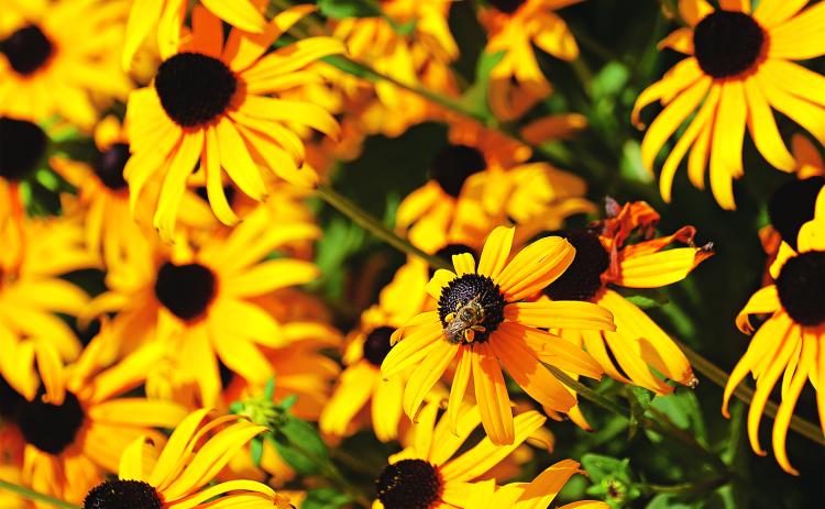 A bee collects pollen from rudbeckia flowers. (Photos by Olivia McClure/LSU AgCenter)