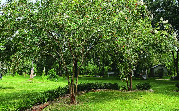 Crape myrtles are staples of Louisiana landscapes. This time of year, they often are affected by a disease called Cercospora leaf spot.