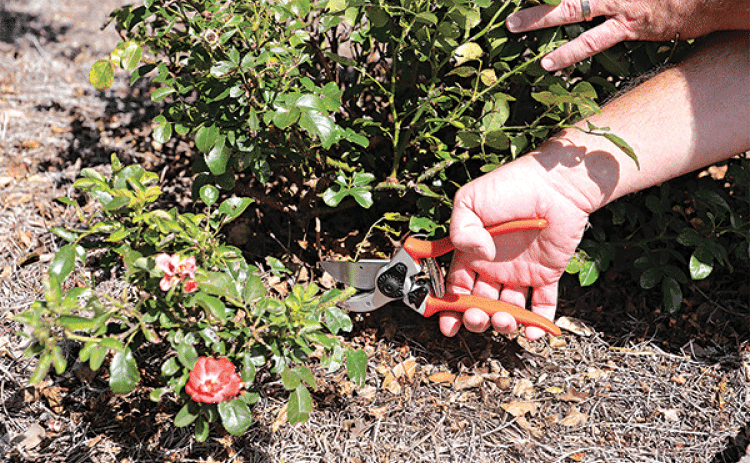 Use bypass pruners to remove up to one-third of the height of a rose bush in late August and early September.