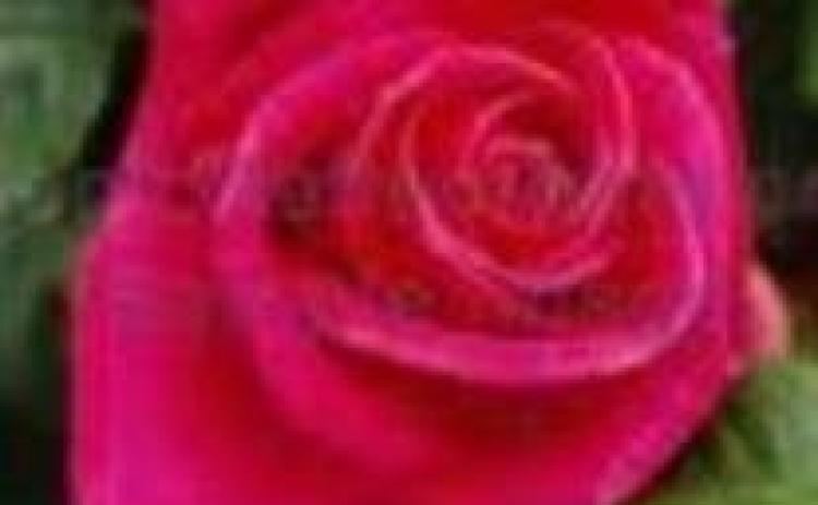 Gail “Tammy” Tamara Blake Taylor