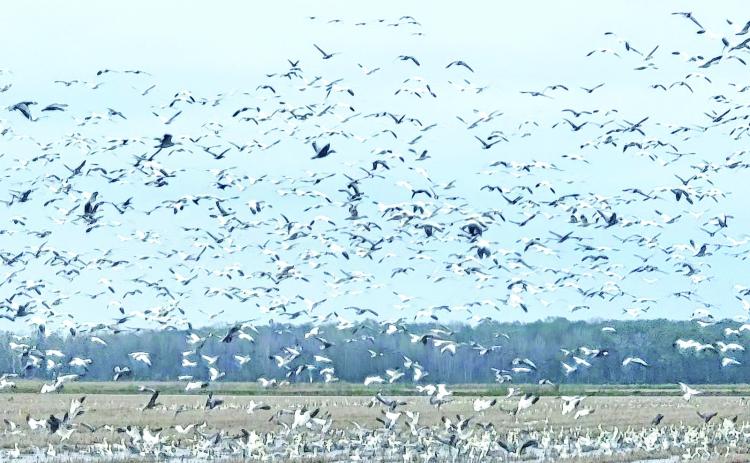 A mixture of geese, including Snow, Blue and Ross’ geese, take flight from a cut and flooded rice field in the Tri-Parish area on a recent day. Goose hunting seasons are still open in St. Landry Parish, which has areas in the Louisiana Department of Wildlife and Fisheries East and West Waterfowl Zones. For more information on the 2025-2026 goose hunting regulations, visit www.wlf.louisiana.gov. (Photo by Claudette Olivier)