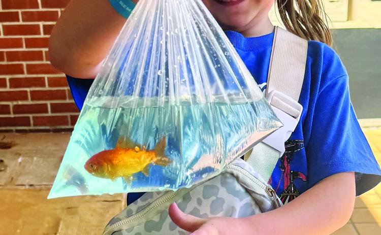 Little one wins a fish as a prize at St. Edmund Spring Fair. (Photos by Rebecca Chaisson)