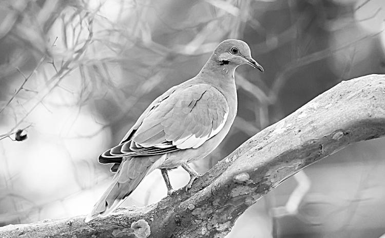 Dove