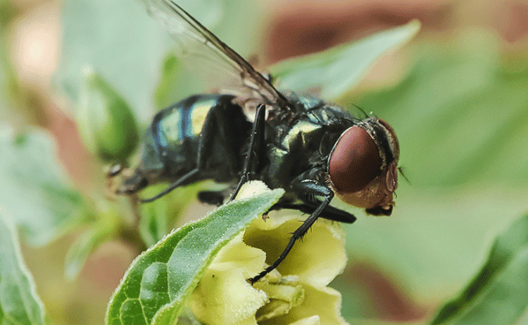 The New World screwworm is the larvae of the fly Cochliomyia hominivorax. It was recently detected in Mexico near the Guatemala border and could have devastating impacts on livestock and wildlife in the United States, said Christine Navarre, LSU AgCenter extension veterinarian. Adobe Stock photo