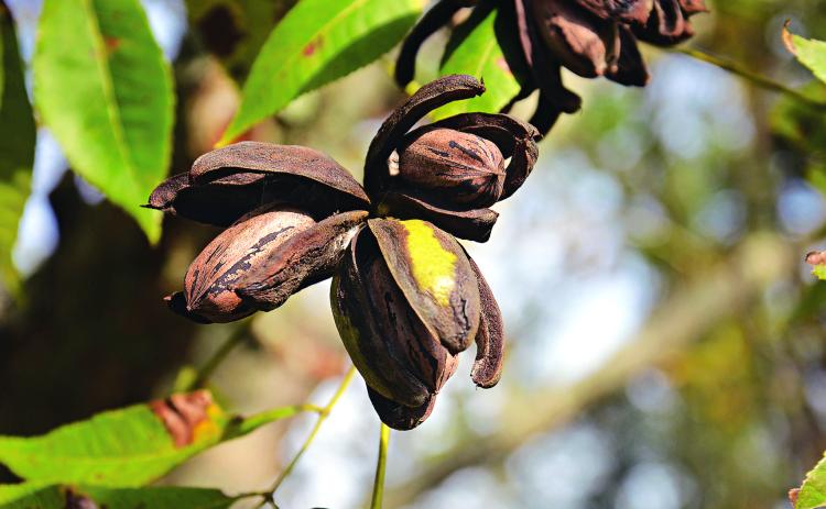 Pecans grow on a tree in Pointe Coupee Parish in early November. (Photo by Kyle Peveto/LSU AgCenter)