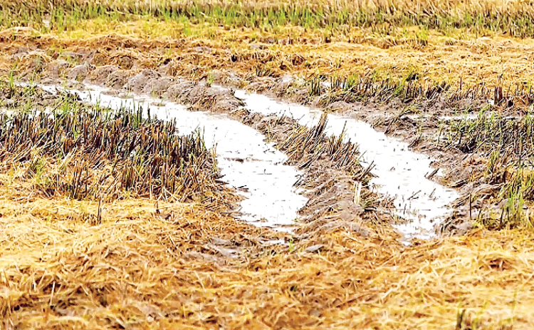 Rutted fields are seen throughout the Louisiana rice belt. (Photo by Craig Gautreaux/LSU AgCenter)