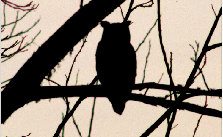 A great horned owl sits in the shadows of a pecan tree in the Tri-Parish area on a recent day. According to the National Audubon Society, the species of owl can be found in every state in the contiguous United States, and the owl has a large size, conspicuous "ear" tufts, a white throat, and horizontal bars on the belly.  (Photo by Claudette Olivier)