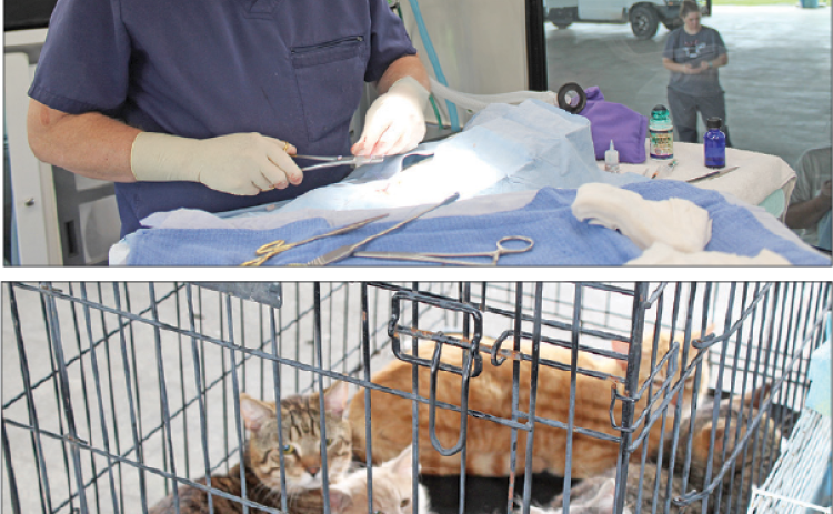 The Bayou Animal Rescue Krewe of Lake Charles mobile unit was parked at the Northwest Community Center pavilion Tuesday morning to provide free clinical services for ferals (cats with no owners or strays). Dr. Joe Stark performed vaccinations and other preventive small surgeries on the furry ferals. Lisa Primeaux with The Bayou Animal Rescue Krewe of Lake Charles said 40 cats and one dog were spayed or neutered at the event. Primeaux said she hopes that the mobile will be in Eunice once a month. (Photos by