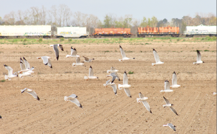 A flock of seagulls takes off from an empty rice field just west of Eunice as a train rolls along the Union Pacific rail line. The shore birds were more than 70 miles from the coast on a recent day. (Photo by Claudette Olivier)