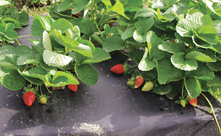 Strawberries are typically grown on plastic or with a thick layer of pine straw to protect plants from strawberries sitting on the soil and rotting. (Photos by Kiki Fontenot/LSU AgCenter)