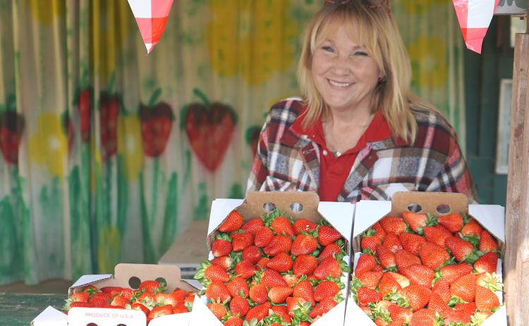 Rhonda Poche, of the Landry-Poche Farm near Holden, shows off some of her strawberries as she prepares for a school field trip to the farm. (Photo by Johnny Morgan/LSU AgCenter)
