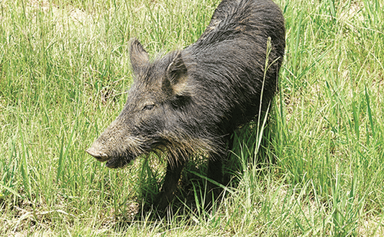 A baby feral pig at the at the LSU AgCenter Bob R. Jones-Idlewild Research Station near Clinton. Feral hogs cause more than $90 million in damage to Louisiana agriculture annually. (Photo by Johnny Morgan/LSU AgCenter)