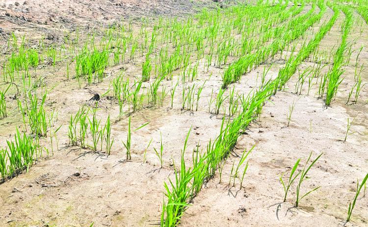 Rice fields across Acadiana are taking on a familiar springtime appearance as farmers have begun establishing permanent floods, transforming freshly planted fields into shallow, reflective landscapes that signal steady crop progress. This field, located near the Eunice Airport, has not yet been flooded for the season. (Photo by Claudette Olivier)